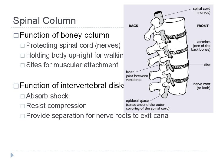 Spinal Column � Function of boney column � Protecting spinal cord (nerves) � Holding