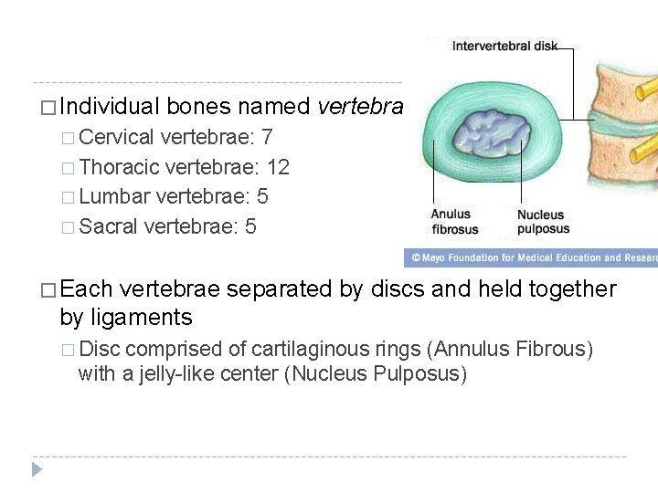 � Individual bones named vertebrae � Cervical vertebrae: 7 � Thoracic vertebrae: 12 �