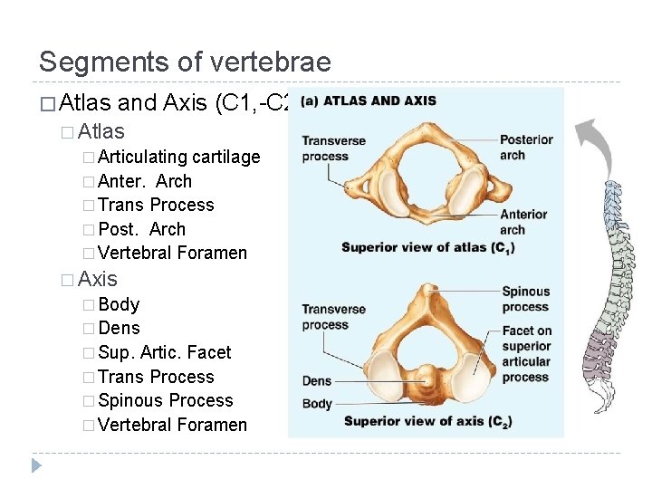 Segments of vertebrae � Atlas and Axis (C 1, -C 2) � Atlas �