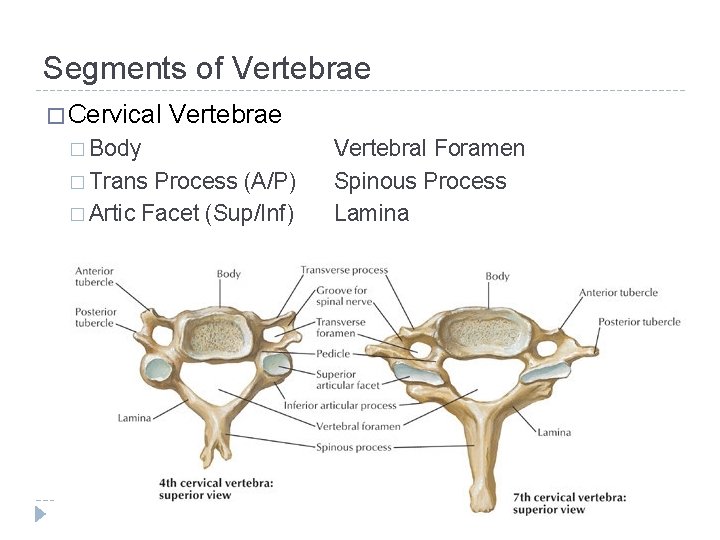 Segments of Vertebrae � Cervical Vertebrae � Body � Trans Process (A/P) � Artic