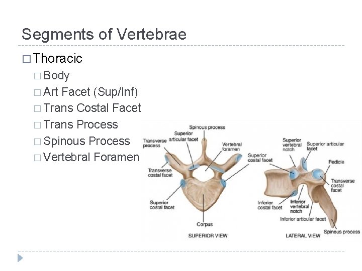 Segments of Vertebrae � Thoracic � Body � Art Facet (Sup/Inf) � Trans Costal