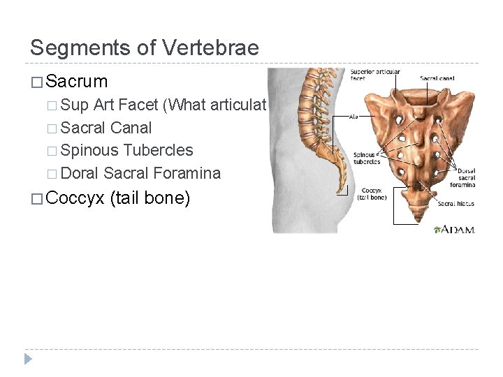 Segments of Vertebrae � Sacrum � Sup Art Facet (What articulates) � Sacral Canal