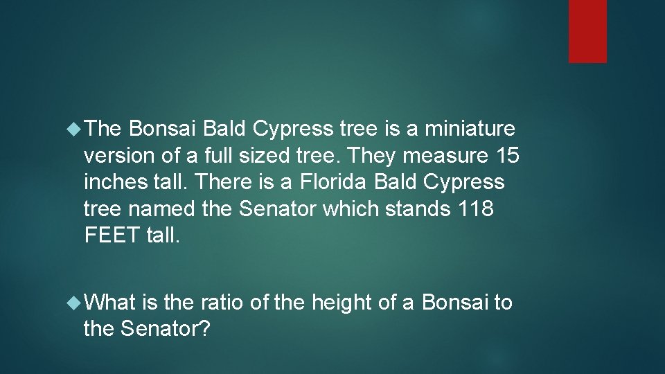  The Bonsai Bald Cypress tree is a miniature version of a full sized