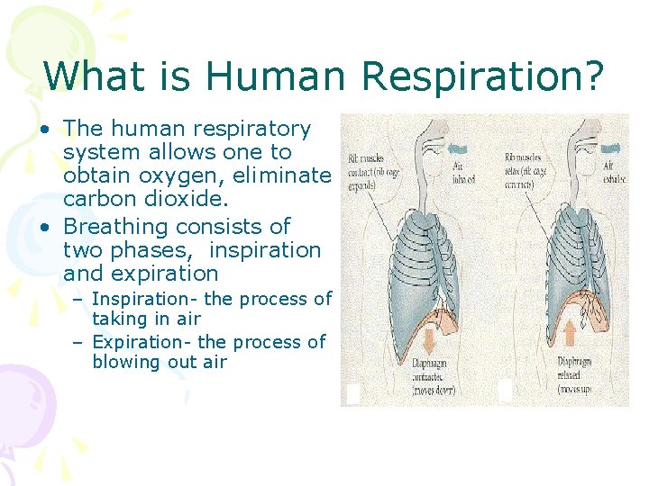 What is Human Respiration? • The human respiratory system allows one to obtain oxygen,