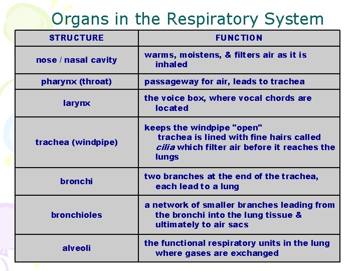 Organs in the Respiratory System STRUCTURE FUNCTION nose / nasal cavity warms, moistens, &