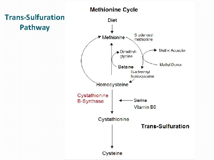 Trans-Sulfuration Pathway 