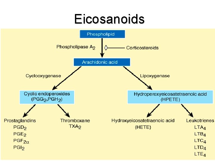 Eicosanoids 