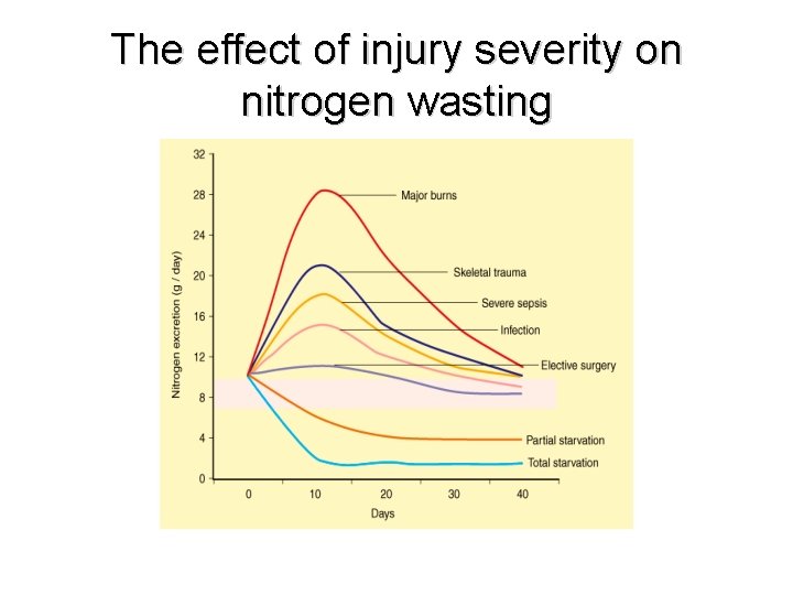 The effect of injury severity on nitrogen wasting 