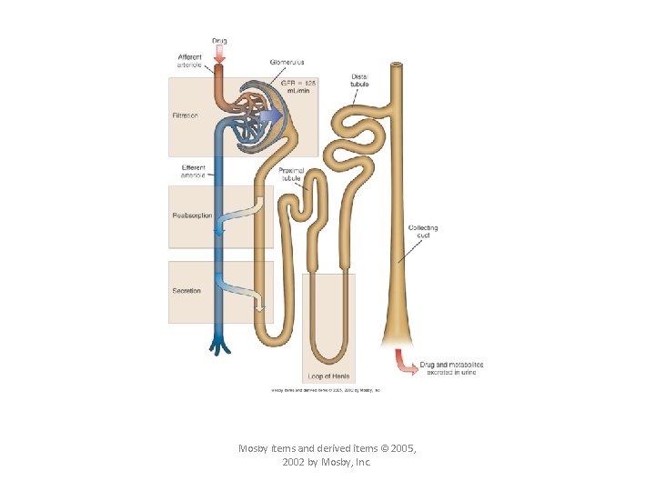 Figure 2 -5 Renal drug excretion. The primary processes involved in drug excretion and