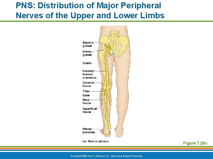 PNS: Distribution of Major Peripheral Nerves of the Upper and Lower Limbs Figure 7.