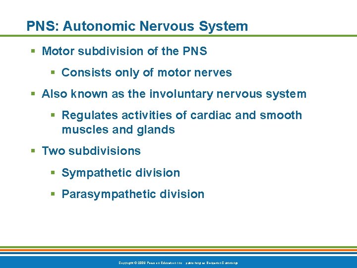 PNS: Autonomic Nervous System § Motor subdivision of the PNS § Consists only of