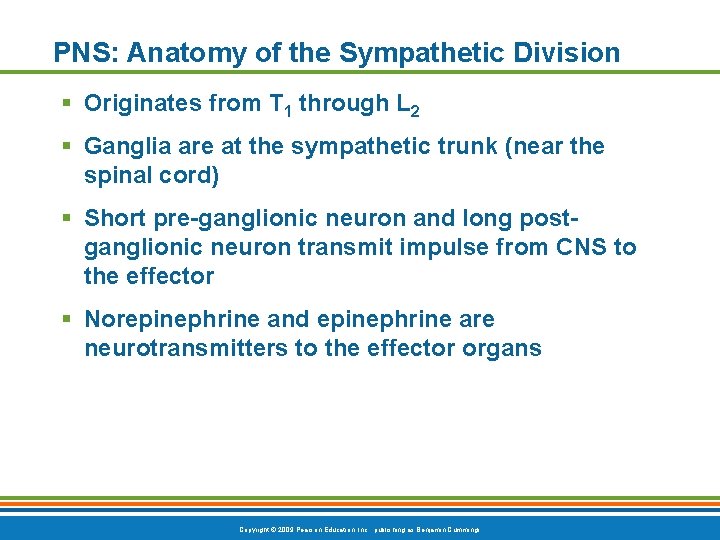 PNS: Anatomy of the Sympathetic Division § Originates from T 1 through L 2