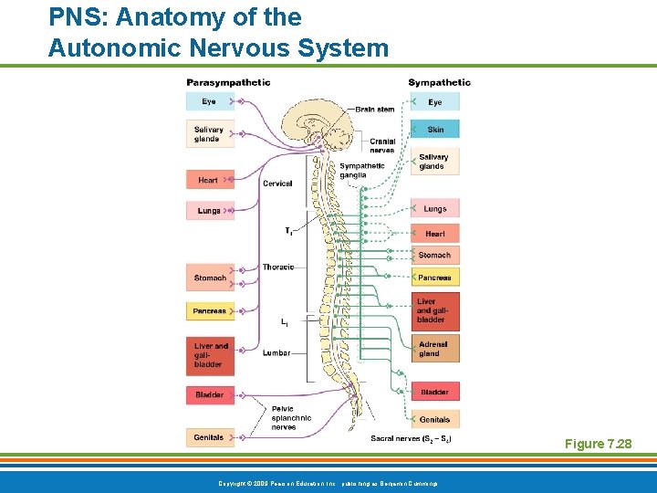 PNS: Anatomy of the Autonomic Nervous System Figure 7. 28 Copyright © 2009 Pearson