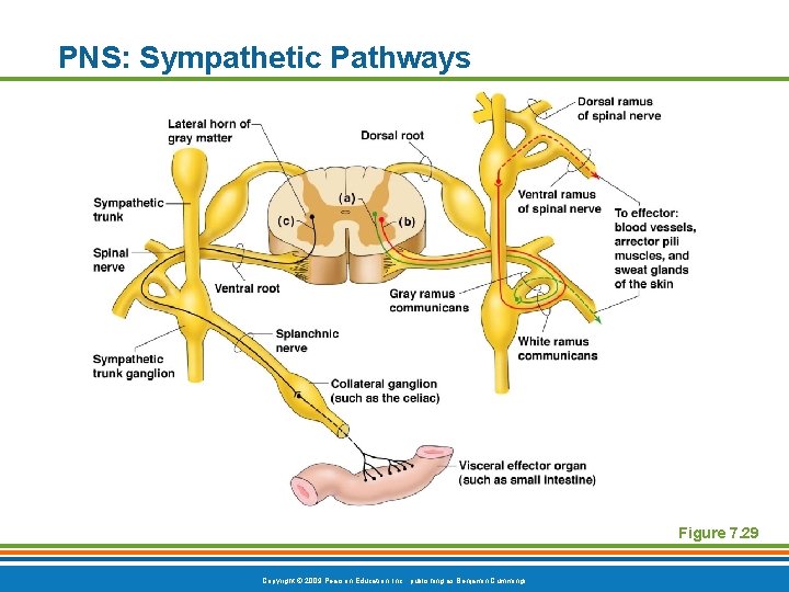 PNS: Sympathetic Pathways Figure 7. 29 Copyright © 2009 Pearson Education, Inc. , publishing