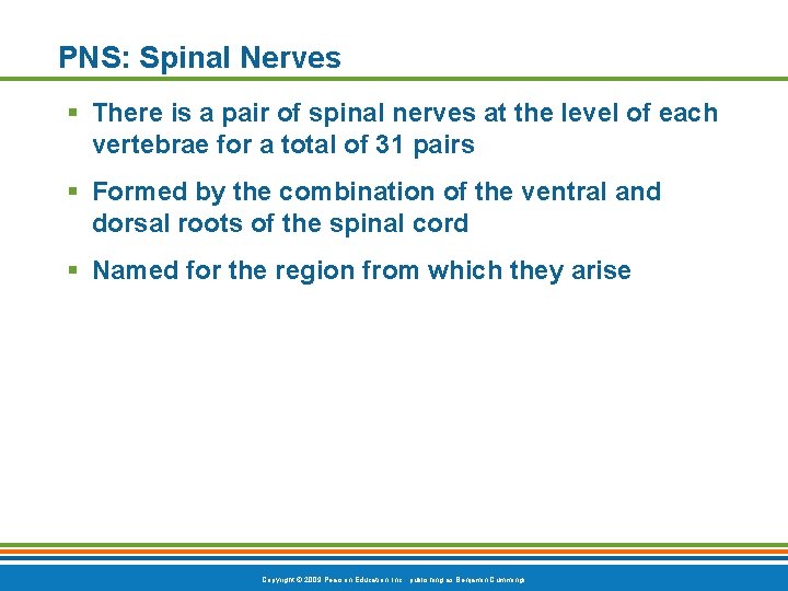 PNS: Spinal Nerves § There is a pair of spinal nerves at the level