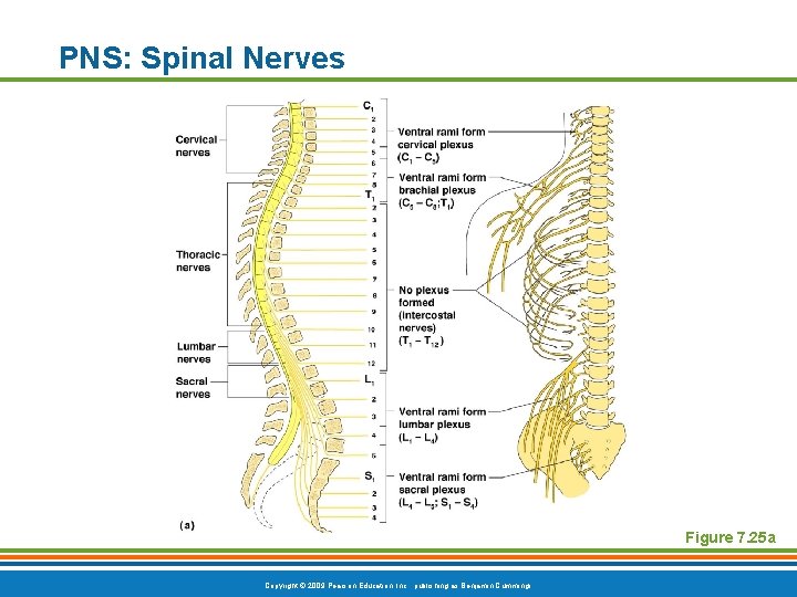 PNS: Spinal Nerves Figure 7. 25 a Copyright © 2009 Pearson Education, Inc. ,