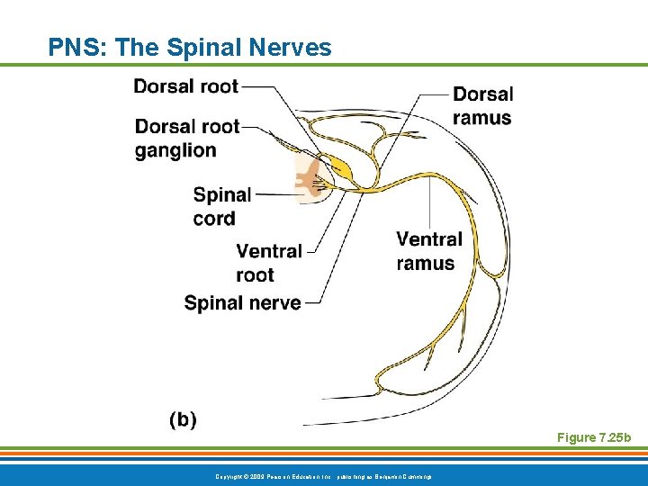 PNS: The Spinal Nerves Figure 7. 25 b Copyright © 2009 Pearson Education, Inc.