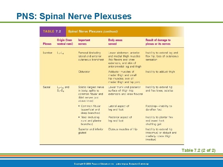 PNS: Spinal Nerve Plexuses Table 7. 2 (2 of 2) Copyright © 2009 Pearson