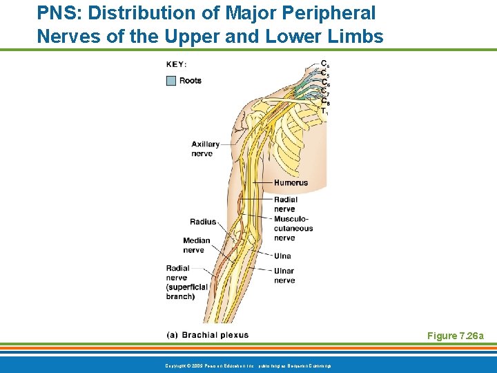 PNS: Distribution of Major Peripheral Nerves of the Upper and Lower Limbs Figure 7.