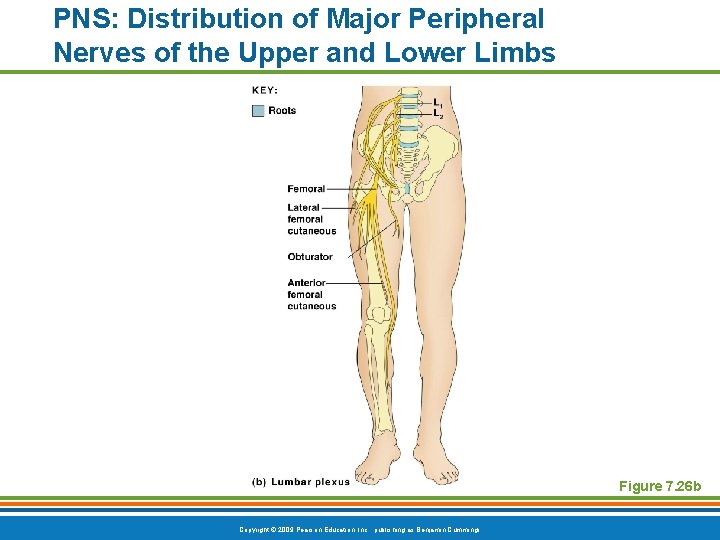 PNS: Distribution of Major Peripheral Nerves of the Upper and Lower Limbs Figure 7.