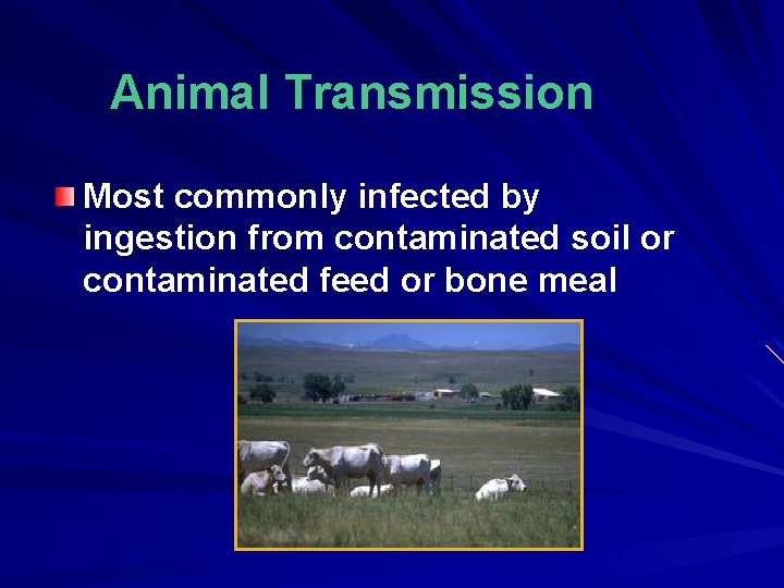 Animal Transmission Most commonly infected by ingestion from contaminated soil or contaminated feed or