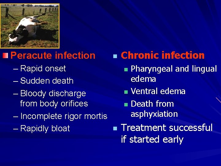 Peracute infection – Rapid onset – Sudden death – Bloody discharge from body orifices