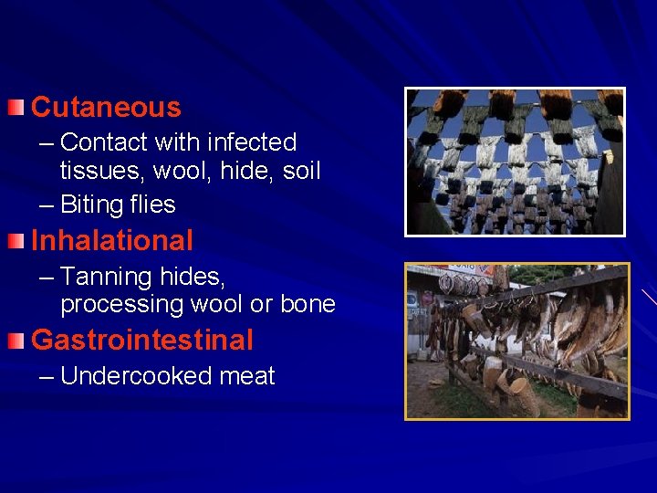 Cutaneous – Contact with infected tissues, wool, hide, soil – Biting flies Inhalational –