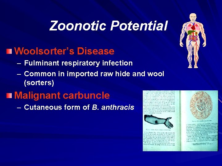 Zoonotic Potential Woolsorter’s Disease – Fulminant respiratory infection – Common in imported raw hide