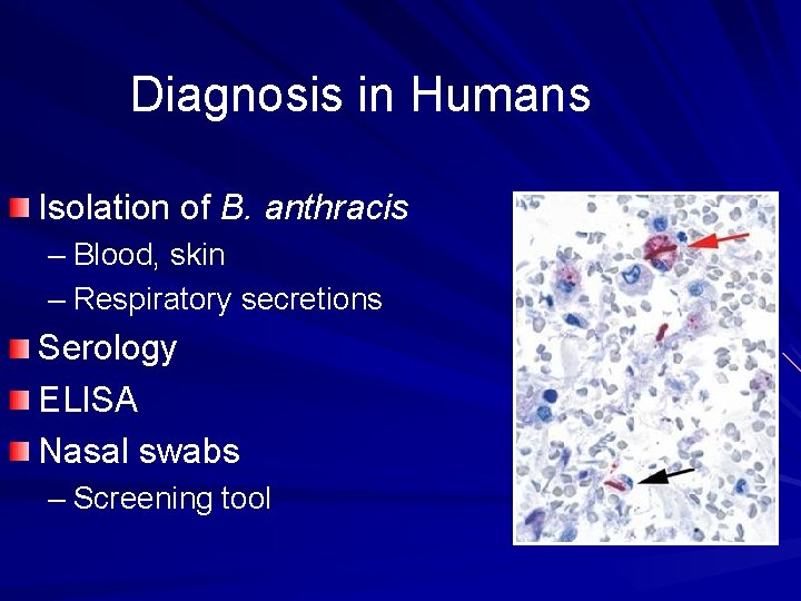 Diagnosis in Humans Isolation of B. anthracis – Blood, skin – Respiratory secretions Serology