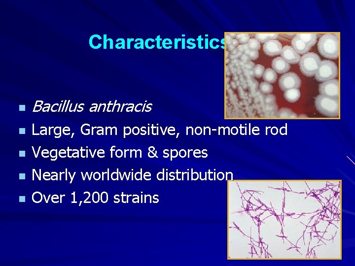 Characteristics n n n Bacillus anthracis Large, Gram positive, non-motile rod Vegetative form &