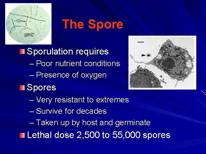 The Sporulation requires – Poor nutrient conditions – Presence of oxygen Spores – Very