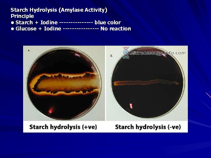 Starch Hydrolysis (Amylase Activity) Principle • Starch + Iodine -------- blue color • Glucose