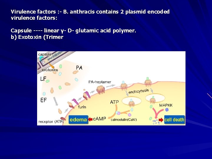 Virulence factors : - B. anthracis contains 2 plasmid encoded virulence factors: Capsule ----