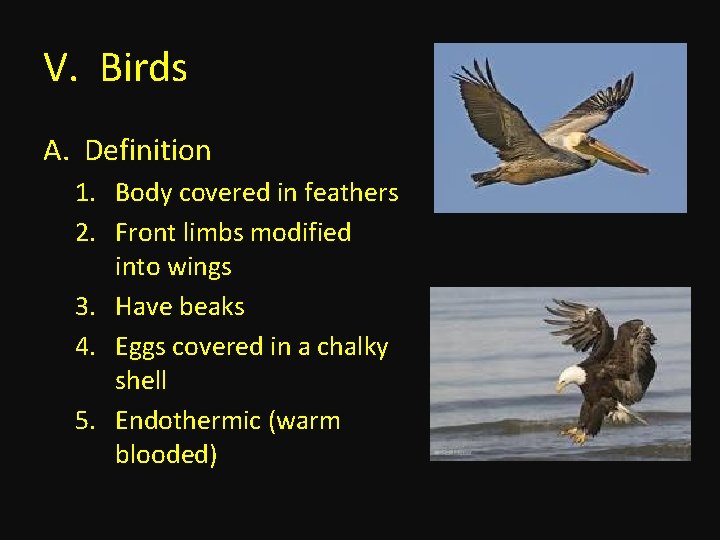 V. Birds A. Definition 1. Body covered in feathers 2. Front limbs modified into