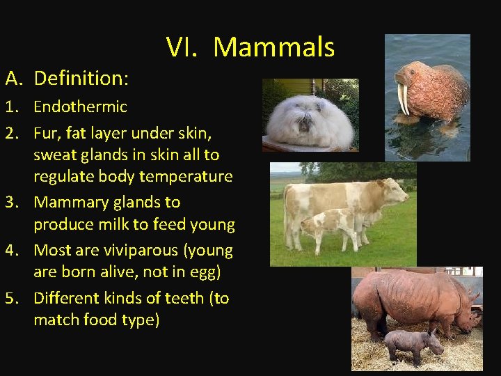 A. Definition: VI. Mammals 1. Endothermic 2. Fur, fat layer under skin, sweat glands