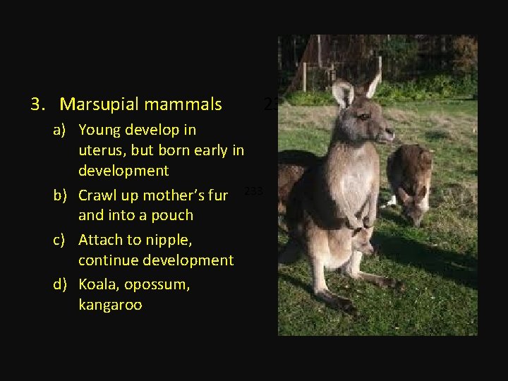 3. Marsupial mammals 2333 a) Young develop in uterus, but born early in development