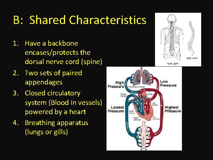 B: Shared Characteristics 1. Have a backbone encases/protects the dorsal nerve cord (spine) 2.