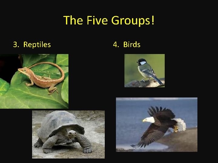 The Five Groups! 3. Reptiles 4. Birds 