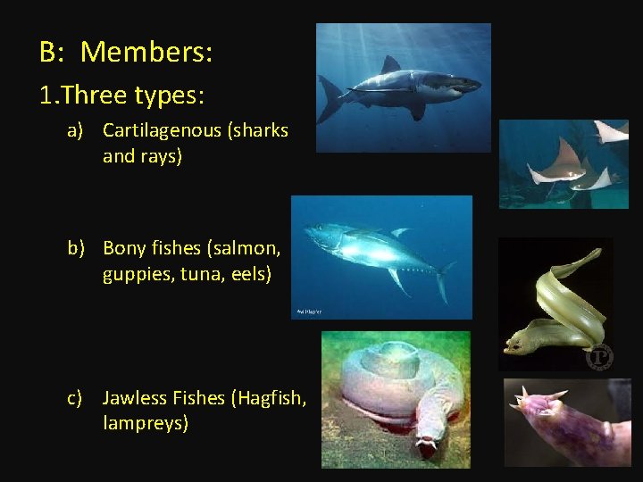 B: Members: 1. Three types: a) Cartilagenous (sharks and rays) b) Bony fishes (salmon,