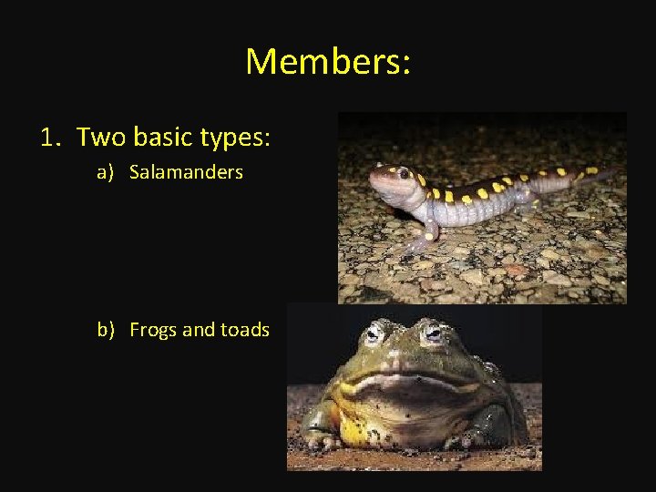 Members: 1. Two basic types: a) Salamanders b) Frogs and toads 