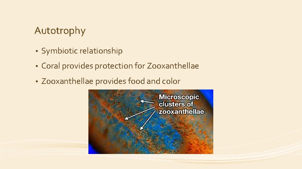 Autotrophy • Symbiotic relationship • Coral provides protection for Zooxanthellae • Zooxanthellae provides food