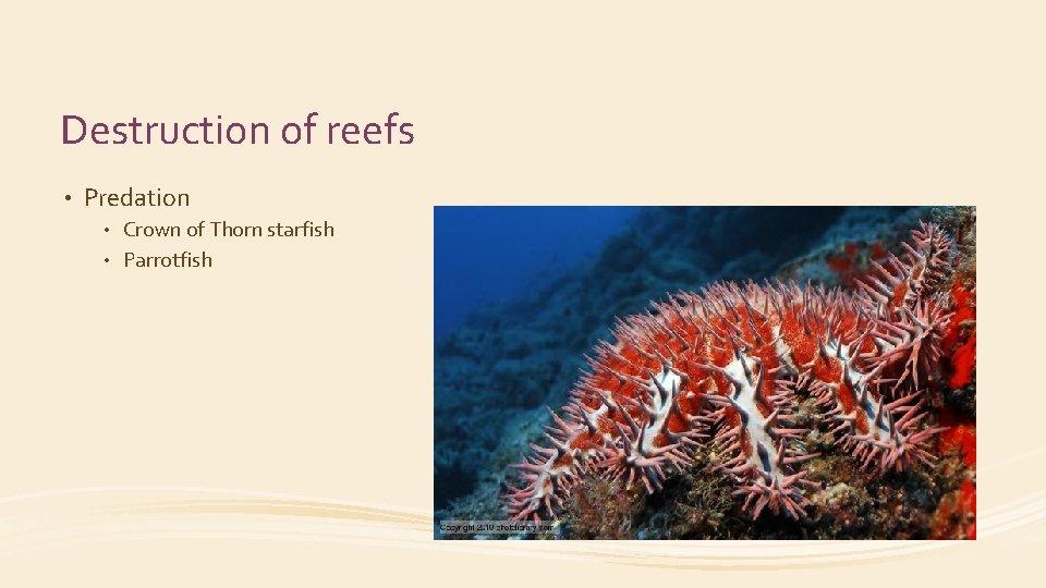Destruction of reefs • Predation Crown of Thorn starfish • Parrotfish • 