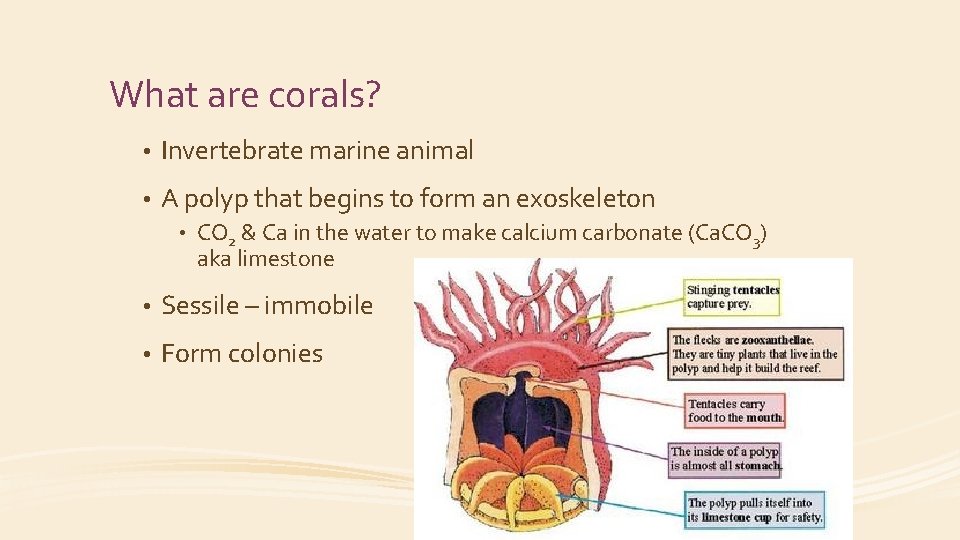 What are corals? • Invertebrate marine animal • A polyp that begins to form