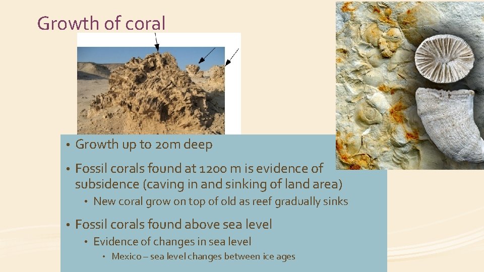 Growth of coral • Growth up to 20 m deep • Fossil corals found