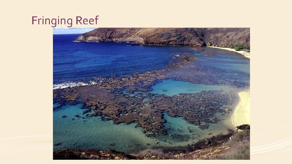 Fringing Reef 