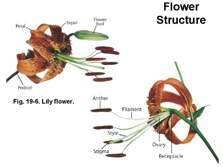 Flower Structure Fig. 19 -6. Lily flower. 