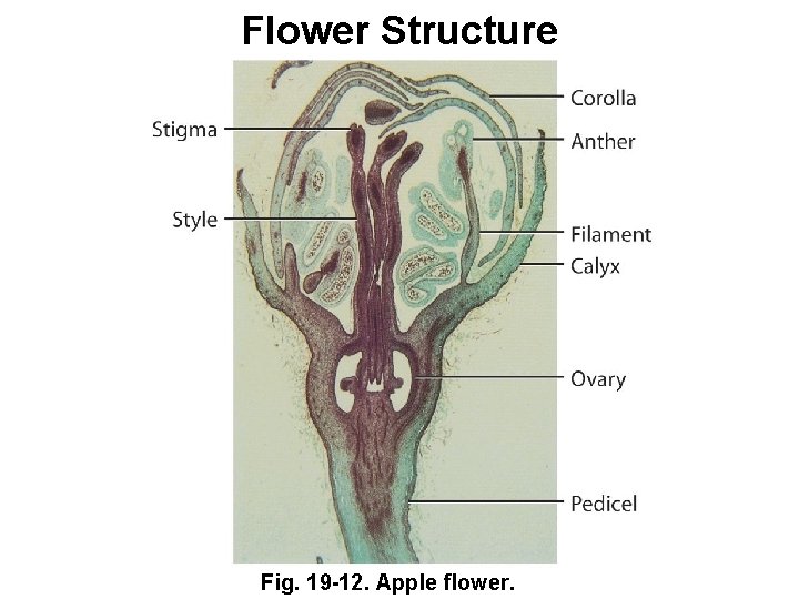 Flower Structure Fig. 19 -12. Apple flower. 
