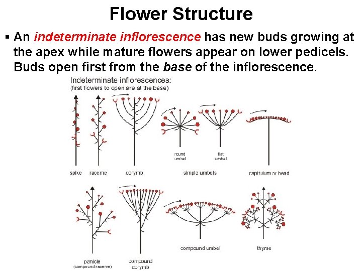 Flower Structure § An indeterminate inflorescence has new buds growing at the apex while