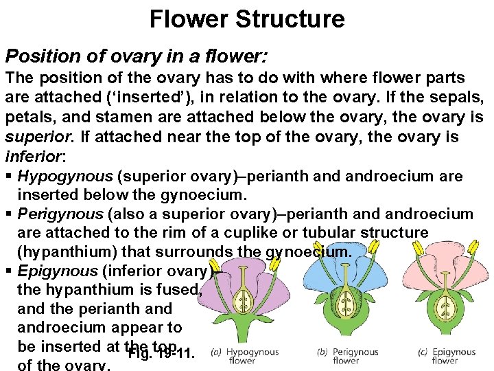 Flower Structure Position of ovary in a flower: The position of the ovary has