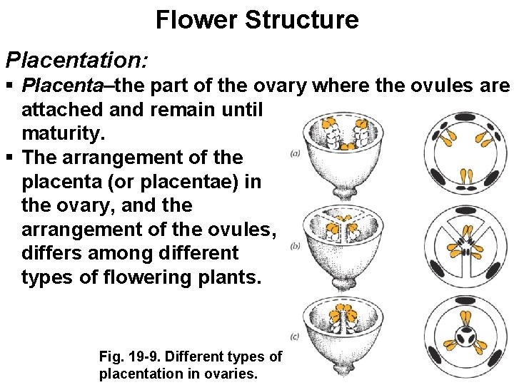 Flower Structure Placentation: § Placenta–the part of the ovary where the ovules are attached